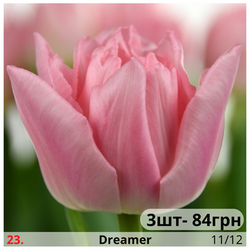 Тюльпан №23 Dreamer Т№23vid3 фото