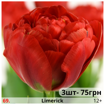 Тюльпан №69 Limerick Т№69 фото