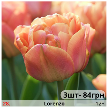Тюльпан №28 Lorenzo Т№28vid3 фото