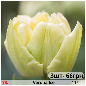 Тюльпан №73 Verona Ice Т№73 фото
