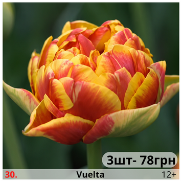 Тюльпан №30 Vuelta Т№30vid3 фото