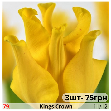 Тюльпан №79 Kings Crown Т№79 фото