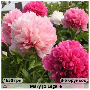 Півонія №25 Mary Jo Legare П№25 фото