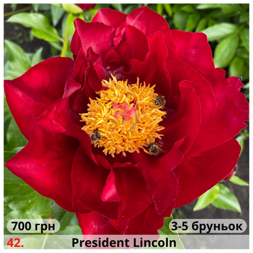 Півонія №42 President Lincoln П№42 фото