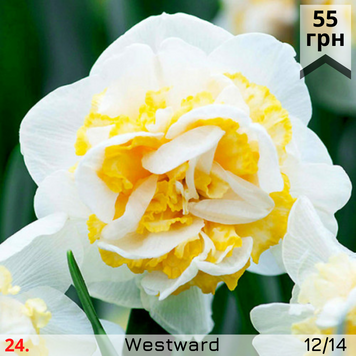 Нарцис №24 Westward Н№24 фото