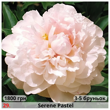 Півонія №29 Serene Pastel П№29 фото