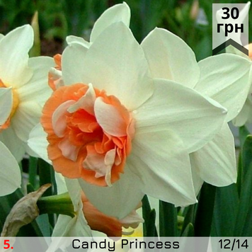 Нарцис №5 Candy Princess Н№5 фото