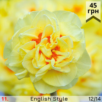Нарцис №11 English Style Н№11 фото