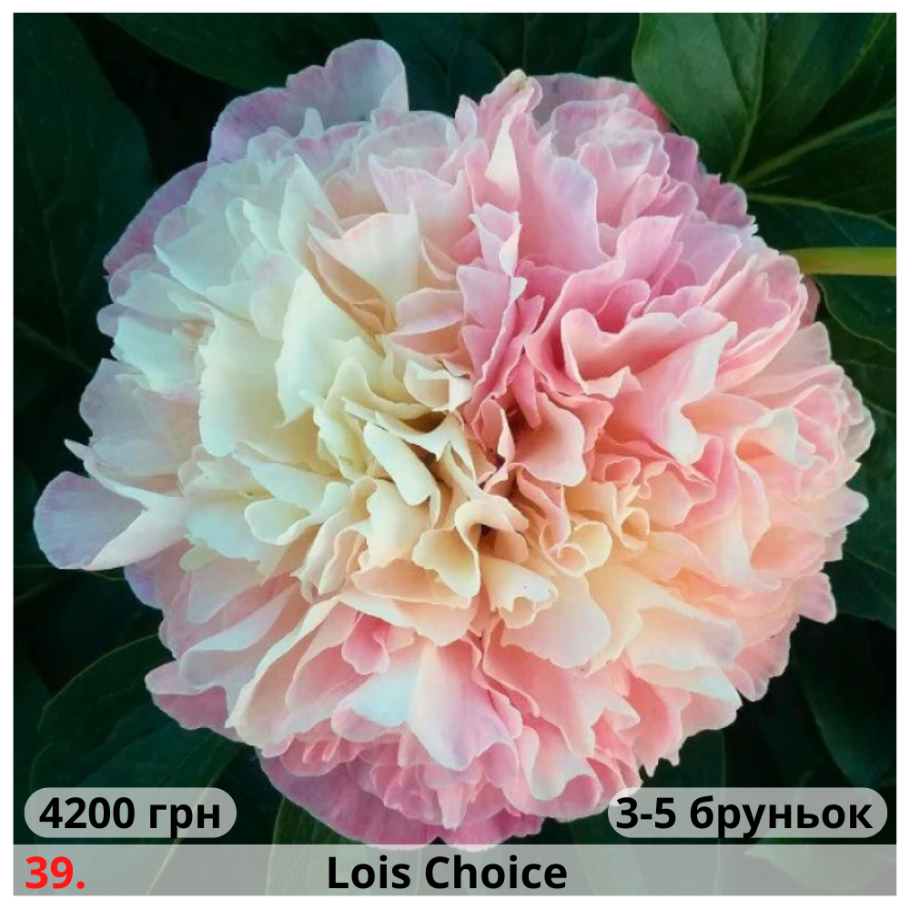 Купити Півонія №39 Lois Choice П№39 в інтернет магазині Дмитро Долина ...