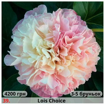 Півонія №39 Lois Choice П№39 фото