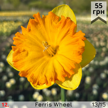 Нарцис №12 Ferris Wheel Н№12 фото