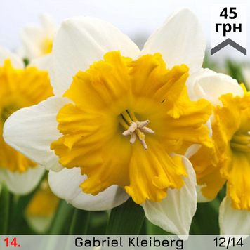 Нарцис №14 Gabriel Kleiberg Н№14 фото