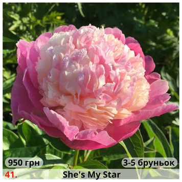 Півонія №41 She's My Star П№41 фото