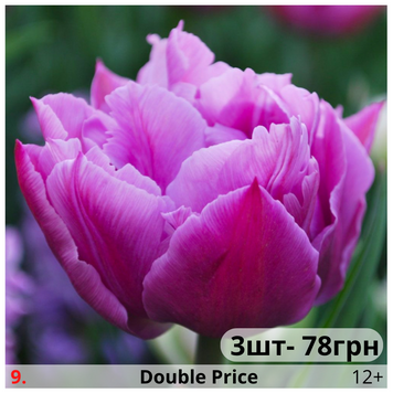 Тюльпан №9 Double Price Т№9vid3 фото