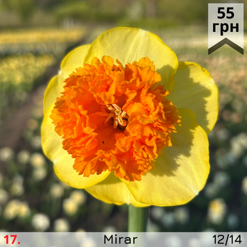 Нарцис №17 Mirar Н№17 фото