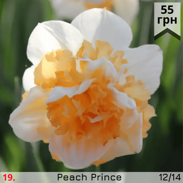 Нарцис №19 Peach Prince Н№19 фото