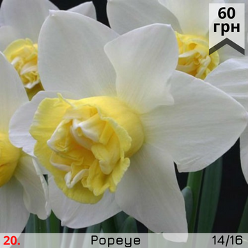 Нарцис №20 Popeye Н№20 фото