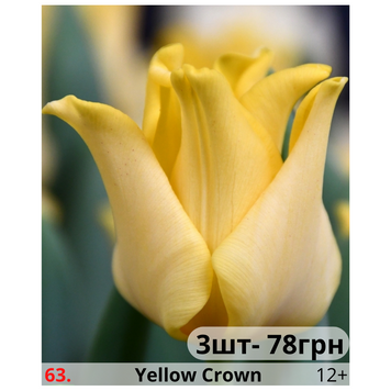 Тюльпан №63 Yellow Crown T№63 фото