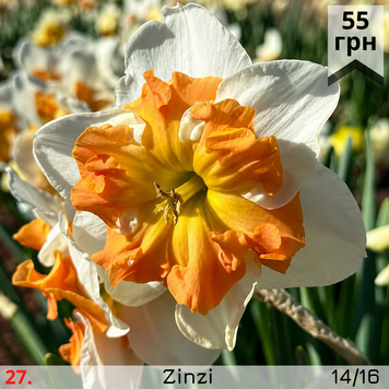 Нарцис №27 Zinzi Н№27 фото
