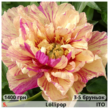 Півонія №5 Lollipop П№5 фото