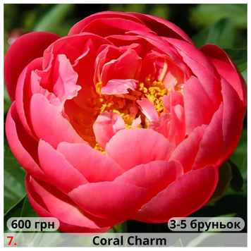 Півонія №7 Coral Charm П№7 фото