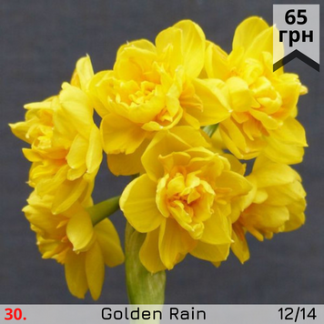 Нарцис №30 Golden Rain Н№30 фото